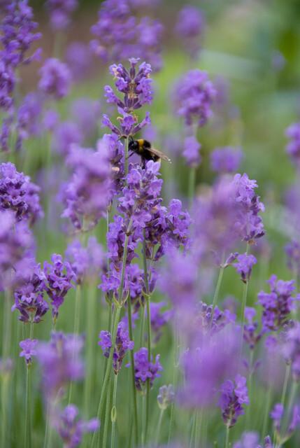 Lavendel Lavandula ang. 'Munstead' – ↕10-25cm – Ø9cm – 60 Pflanzen – Violette Blüten, Bienen- & Schmetterlingsfreundlich, Winterhart-0